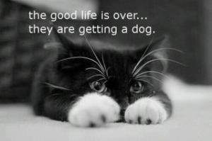 8100_419158298136414_1057539547_n