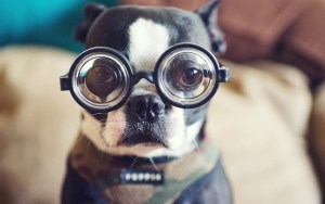 boston_terrier_glasses1-650x408