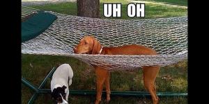 F67093848B2B86EEDE4ED553F32FF_h316_w628_m5_cNeDVuzYz