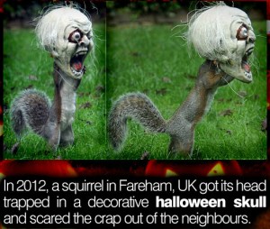halloween-squirrel