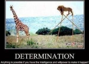 1381221_459744350812897_443672950_n