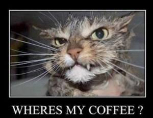 funny coffee cat