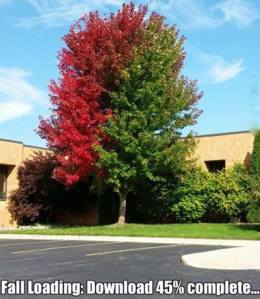 10541993_616121295158839_4816697985615778696_n