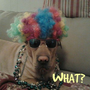 10933847_10203578751895695_1914794674133493791_n