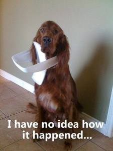 10473172_686815868069327_6600556837194139975_n