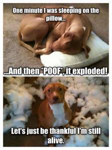 11043009_10152752233331872_3221441526602971761_n