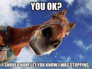 090514-FF-Horse-Picture