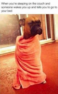 14355135_1236446153064463_4941587267921653340_n