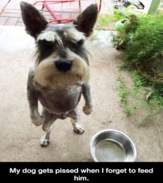 Funny-animal-humor-picture-3-570x641.jpg