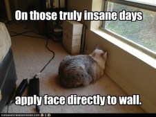 lolcat_funny_cat_pictures_insane_wall