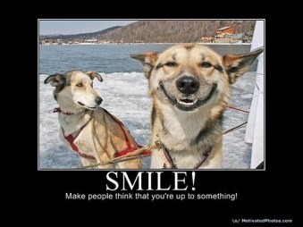 animaldogfunnymotivationalpostersign-d0539228c7e1963842863d6f43cba30c_h