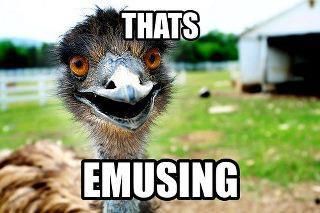 bec9a3f082ad5708d48d8d274c022a82--animal-puns-funny-animal-memes