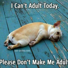 11282209_363970727140743_2097635169_n