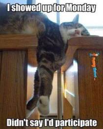 635596518082233639-1493041561_Animal-memes-showed-up-for-work-monday (1)