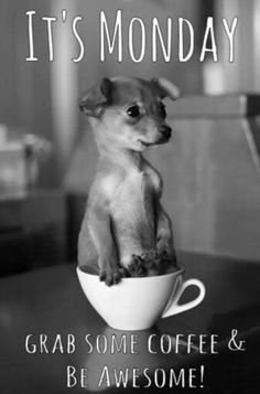 db07958a7c1b6fe3d6543eb3232c36b4--teacups-chihuahuas