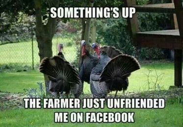Thanksgiving-Turkey-Meme-2