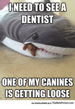 need-to-see-a-dentist-one-of-my-canines-is-12777151
