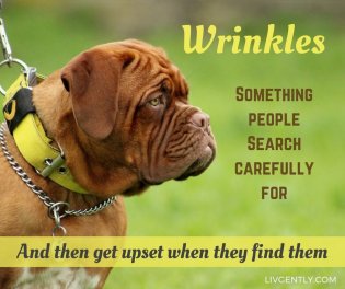 humor-funny-definitions-wrinkles-people-search-carefully-get-upset-when-find-them