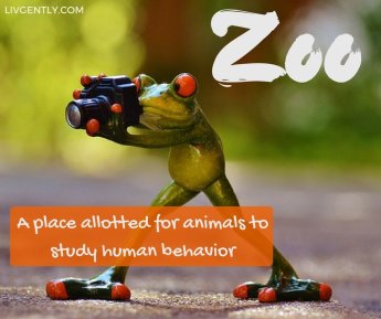 humor-funny-definitions-zoo-place-allotted-animals-study-human-behavior