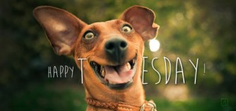 funny-happy-tuesday-memes-043