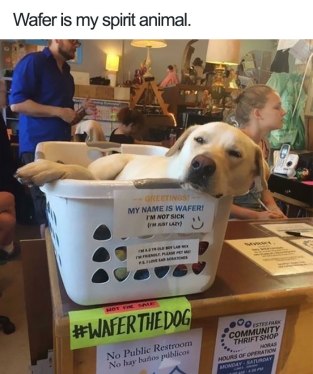 cute-wholesome-dog-puppie-memes-35-5907182c1c5e6__700