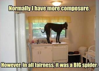 Funny-dog-in-the-kitchen