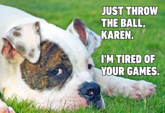 04-Hilarious-Dog-Memes-768x526
