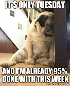 65dfe9a69f6c44b9b41de8c575d291bd--its-only-tuesday-happy-tuesday