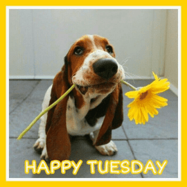 happy-tuesday-48699512