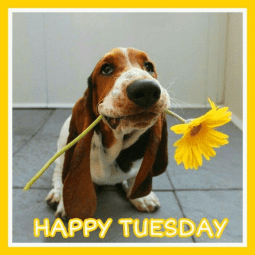 happy-tuesday-48699512