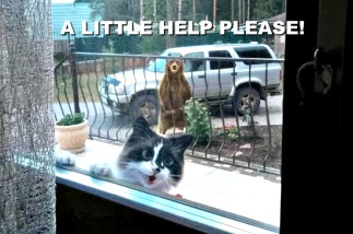 US181101Y-Z-Cover-Internet-Jokes11-1024x731(1)