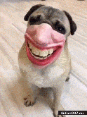 Funny-Dog-Wearing-Mask-Big-Teeth-Video-Gif