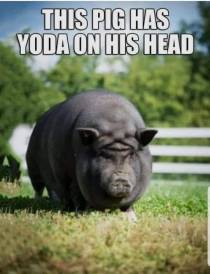 106454216_10157340894912304_4919290497737805720_n